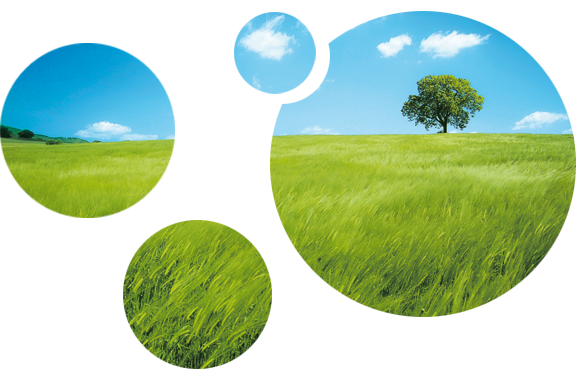 Un arbre dans le Pré Pré Arbre